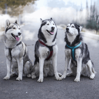 EXCLUSIVE TOURS - HUSKVILL